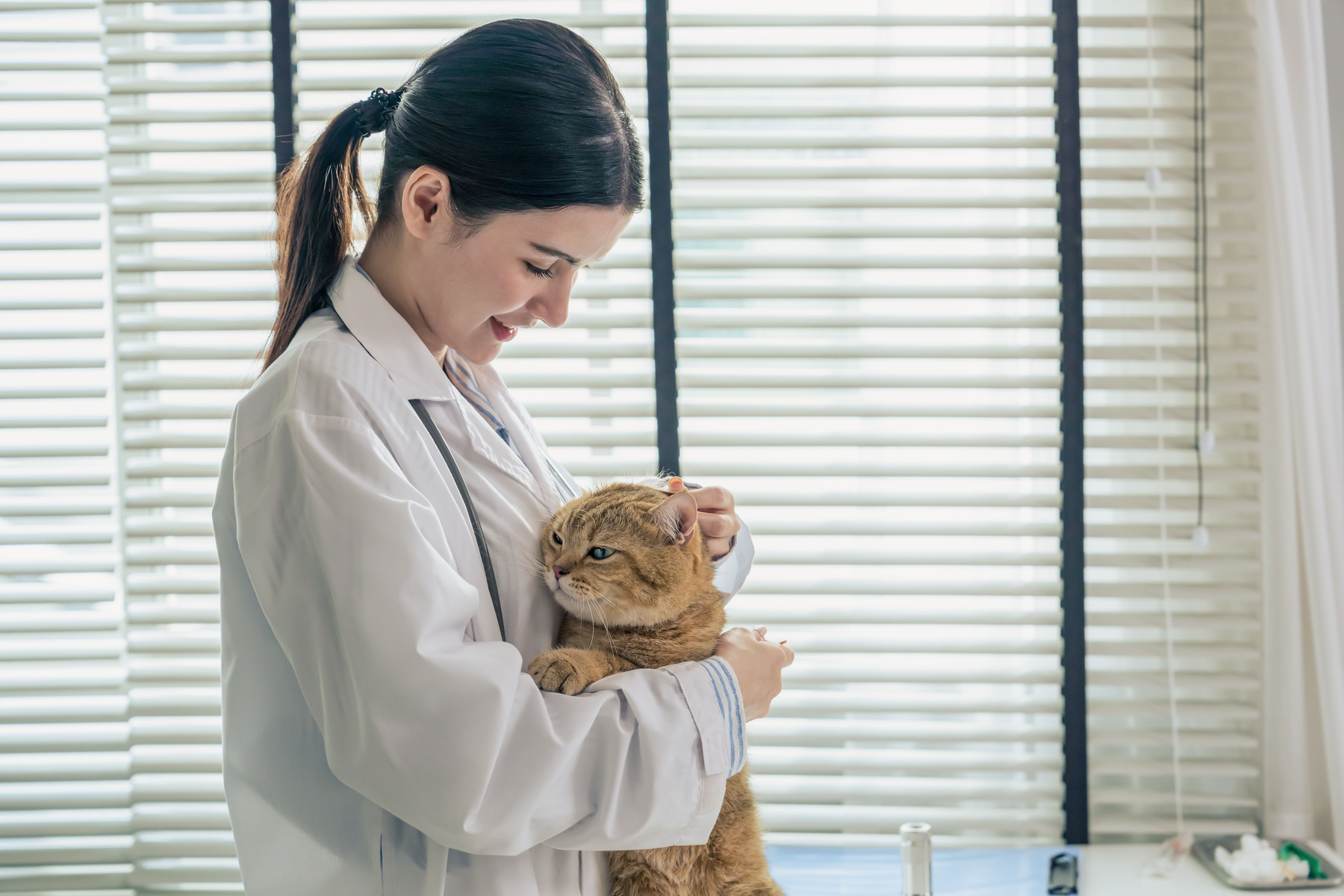 Young female veterinarian petting a golden British cat.